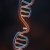 who carries the autism gene mother or father​