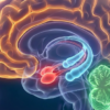 What Does Autism Do to the Brain
